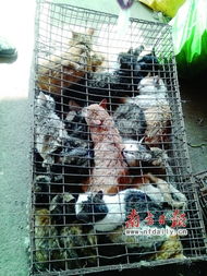 餐桌貓狗肉安全陷盲區，毒殺牲畜成監管漏洞