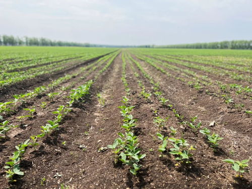 齊齊哈爾創新模式，為牲畜供需雙方搭建火熱銷售橋梁