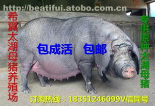 太湖母豬價格、廠家與供應商推薦 鹽城市亭湖區南洋鎮沂之水農產品經營部熱賣中